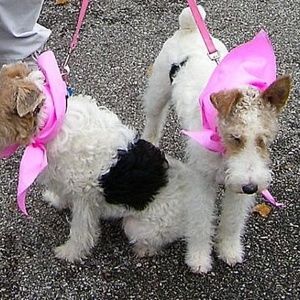 Meet your Posher, Valarie